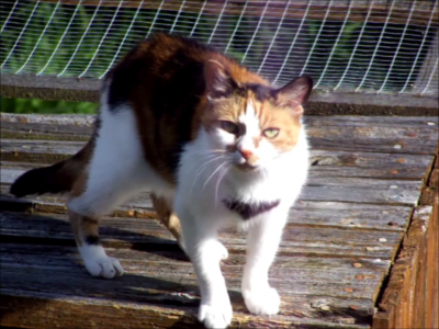 Tiggy the Cat
RIP - Sweet dreams my baby girl.
