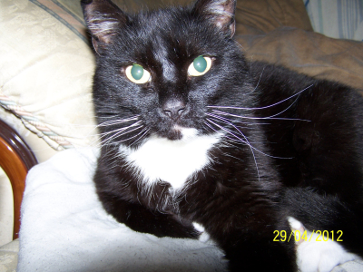 Sooty the Cat
RIP - Sweet dreams my baby boy.
