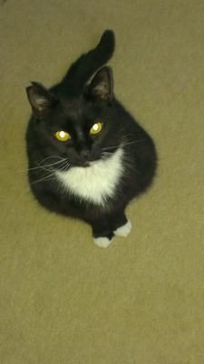 Neelix the Cat
RIP - Sweet dreams my baby boy.
