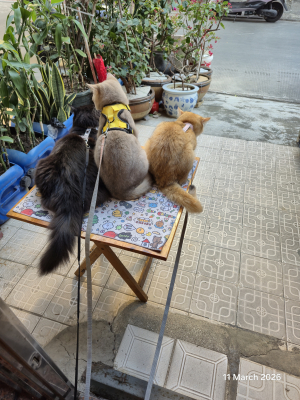 The guys in China 
Photos of the furbabies in China
Keywords: Woody,Mao Mao, Bobby, Sasha