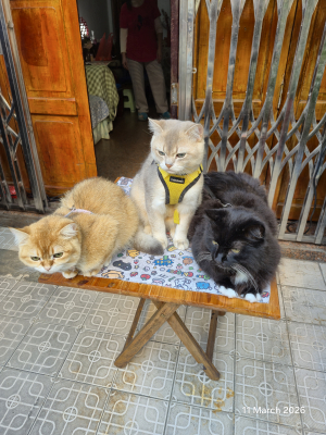 Relaxing outside
Woody, Bobby and Sasha.
Keywords: Woody, Bobby,Sasha