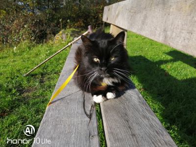 Woody_2023_11_06
Woody the cat 06/11/2023
