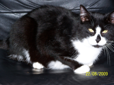 Sweep the Cat
RIP - Sweet dreams my baby boy.
