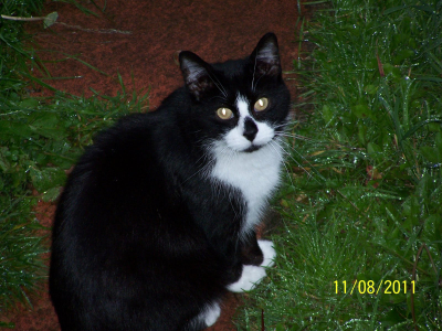 Sweep the Cat
RIP - Sweet dreams my baby boy.
