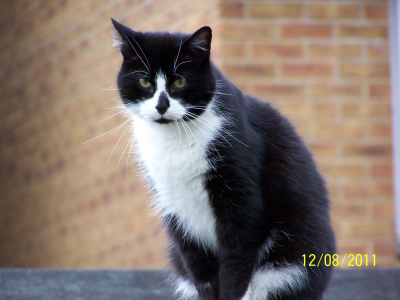 Sweep the Cat
RIP - Sweet dreams my baby boy.
