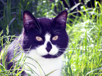 Sweep the Cat
RIP - Sweet dreams my baby boy.
