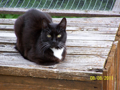 Tinkerbell the Cat
RIP - Sweet dreams my baby Girl.

